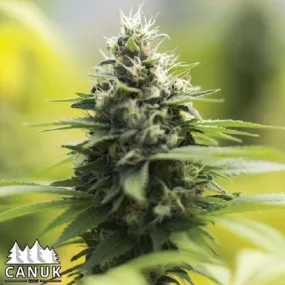 Potent Sour Diesel Autoflowering Feminized Cannabis Seeds - 5 Pack